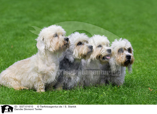 Dandie Dinmont Terrier / SST-01610