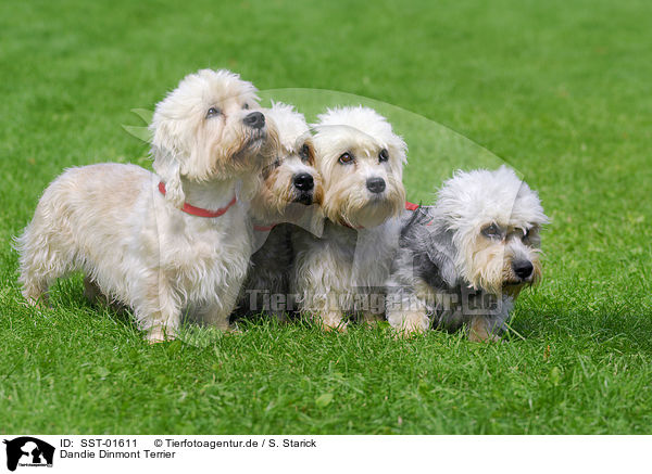 Dandie Dinmont Terrier / SST-01611