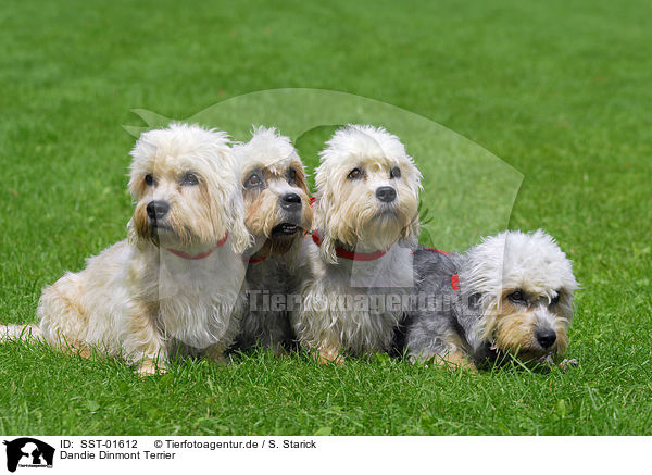 Dandie Dinmont Terrier / SST-01612