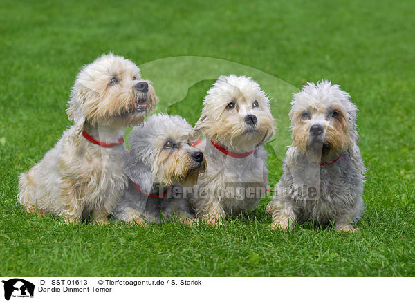 Dandie Dinmont Terrier / SST-01613