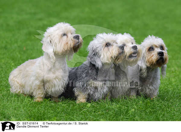 Dandie Dinmont Terrier / SST-01614