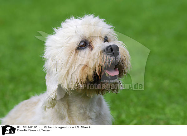 Dandie Dinmont Terrier / Dandie Dinmont Terrier / SST-01615
