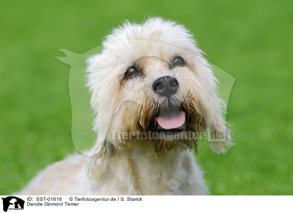 Dandie Dinmont Terrier / Dandie Dinmont Terrier / SST-01616