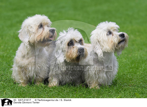 Dandie Dinmont Terrier / Dandie Dinmont Terrier / SST-01617