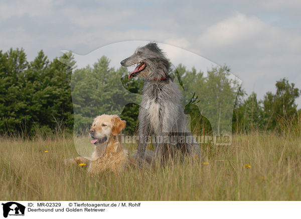 Deerhound und Golden Retriever / MR-02329