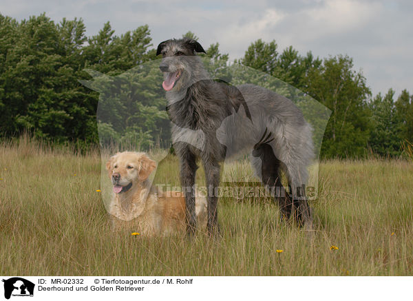 Deerhound und Golden Retriever / MR-02332