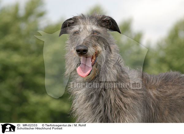 Schottischer Hirschhund Portrait / Deerhound Portrait / MR-02333