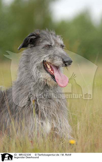 liegender Deerhound / MR-02336