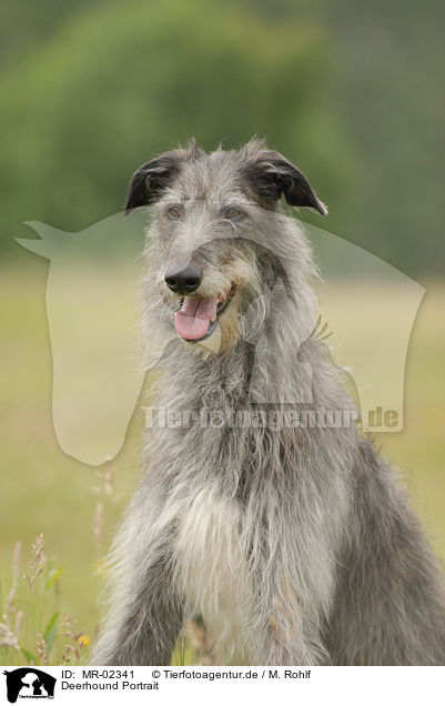 Deerhound Portrait / MR-02341