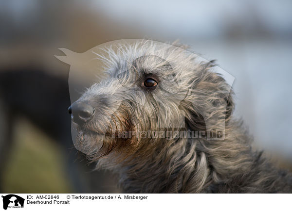 Deerhound Portrait / AM-02846