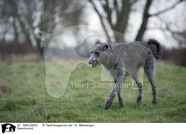 Deerhound / Deerhound / AM-02852