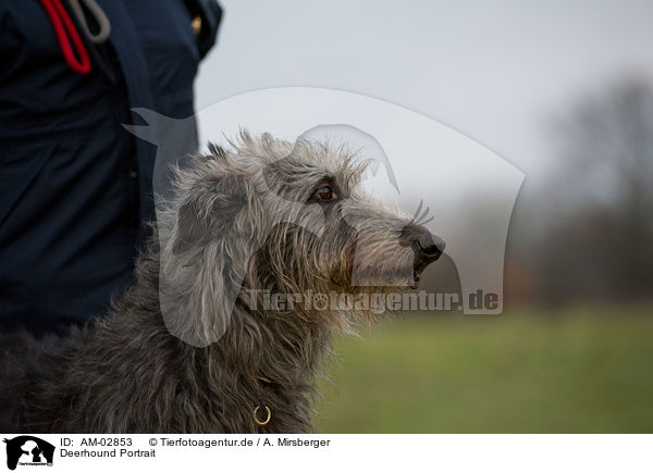 Deerhound Portrait / AM-02853
