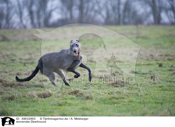 rennender Deerhound / running Deerhound / AM-02863