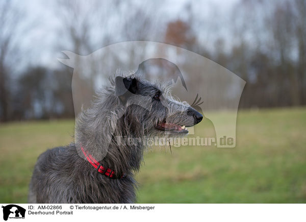 Deerhound Portrait / AM-02866