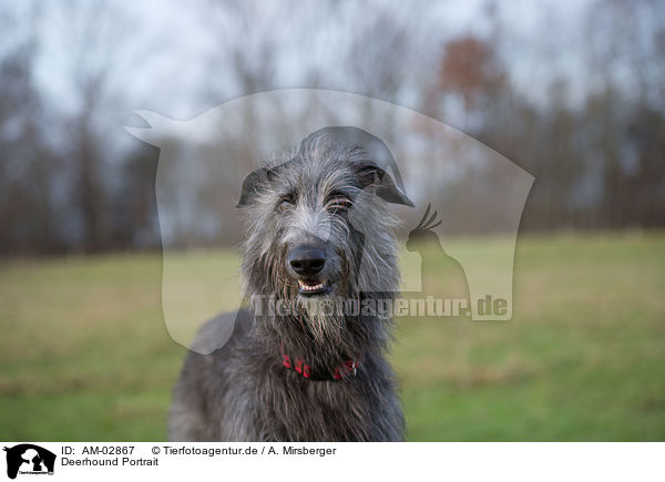 Deerhound Portrait / AM-02867