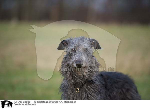 Deerhound Portrait / AM-02868