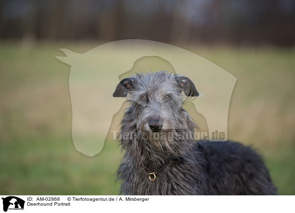 Deerhound Portrait / Deerhound Portrait / AM-02868