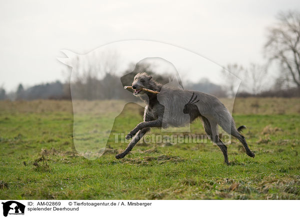 spielender Deerhound / playing Deerhound / AM-02869