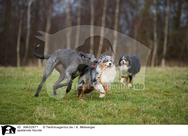 spielende Hunde / playing dogs / AM-02871