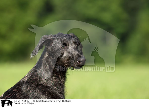 Deerhound Welpe / Deerhound puppy / JH-19597