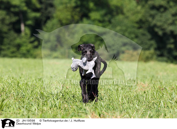 Deerhound Welpe / Deerhound puppy / JH-19598