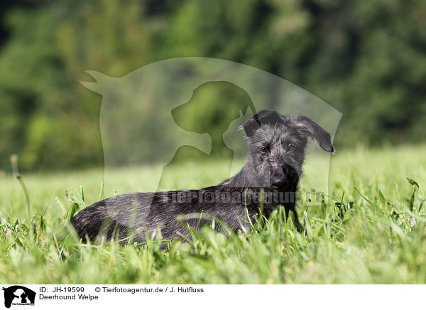 Deerhound Welpe / JH-19599