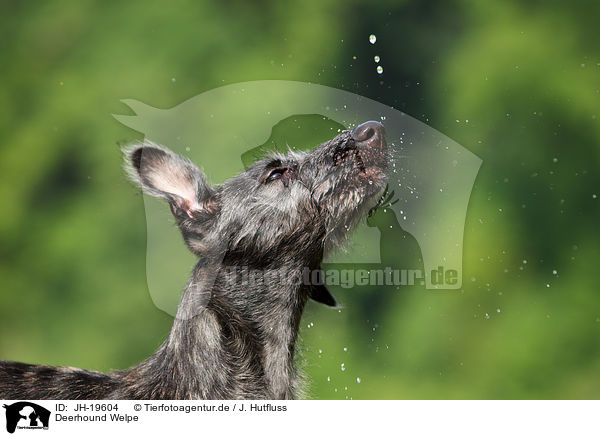 Deerhound Welpe / JH-19604