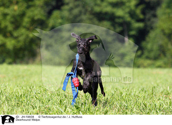 Deerhound Welpe / Deerhound puppy / JH-19608