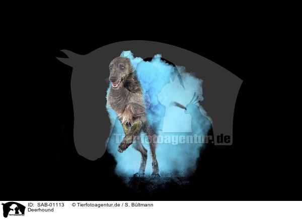 Deerhound / SAB-01113