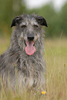 liegender Deerhound