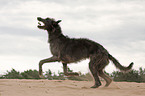 Deerhound Rde