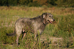 Deerhound