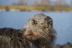 Deerhound Portrait