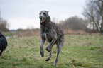 rennender Deerhound