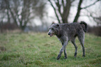 Deerhound