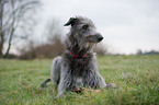 Deerhound