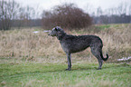 Deerhound