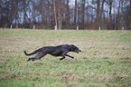 rennender Deerhound