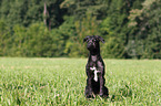 Deerhound Welpe