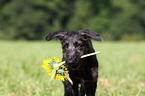 Deerhound Welpe