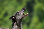 Deerhound Welpe