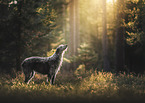 Deerhound