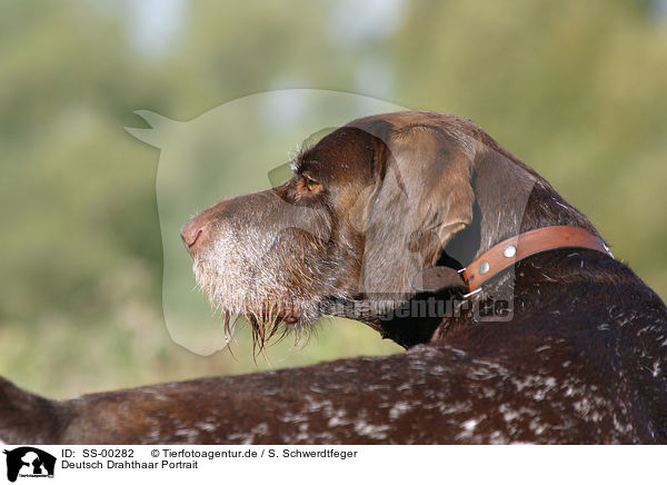 Deutsch Drahthaar Portrait / SS-00282