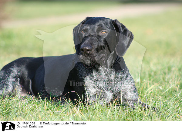 Deutsch Drahthaar / German Wirehaired Pointer / IF-01659