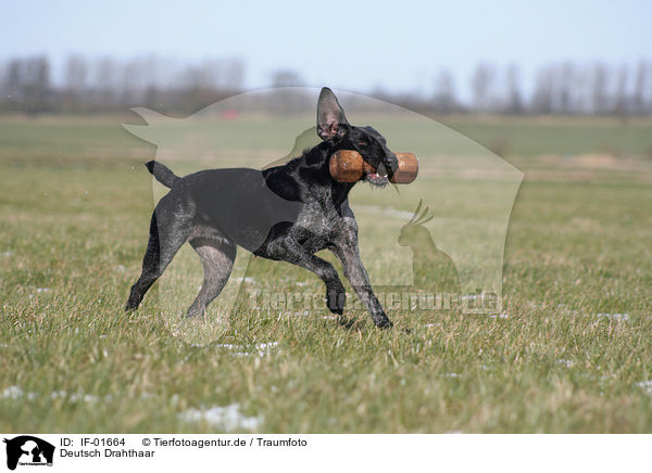 Deutsch Drahthaar / German Wirehaired Pointer / IF-01664