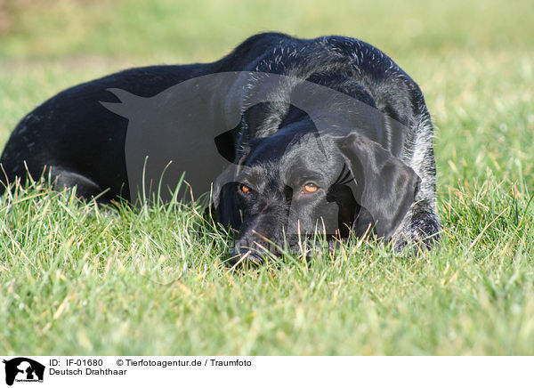 Deutsch Drahthaar / German Wirehaired Pointer / IF-01680