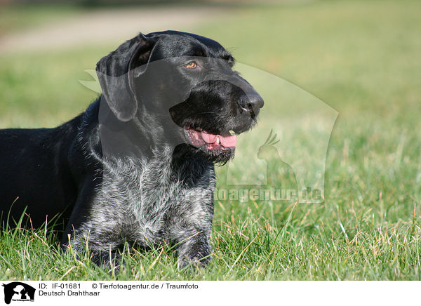Deutsch Drahthaar / German Wirehaired Pointer / IF-01681