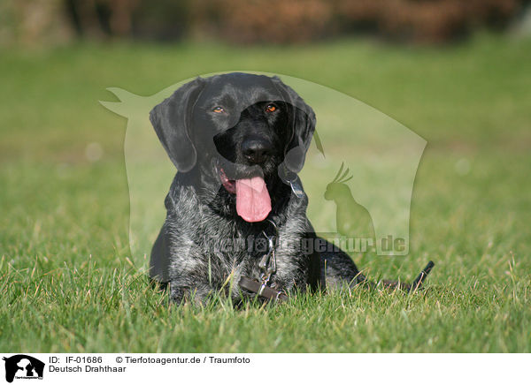 Deutsch Drahthaar / German Wirehaired Pointer / IF-01686