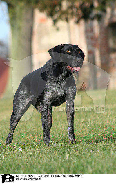 Deutsch Drahthaar / German Wirehaired Pointer / IF-01692