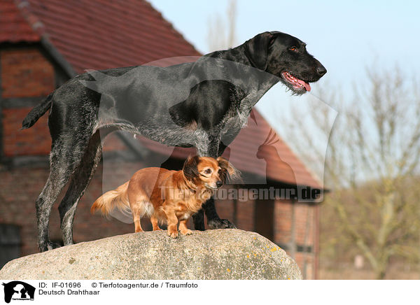 Deutsch Drahthaar / German Wirehaired Pointer / IF-01696